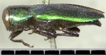 Media type: image;   Entomology 33798 Aspect: habitus lateral view